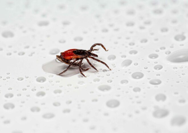 Does Lyme Disease Make Your Teeth Fall Out?