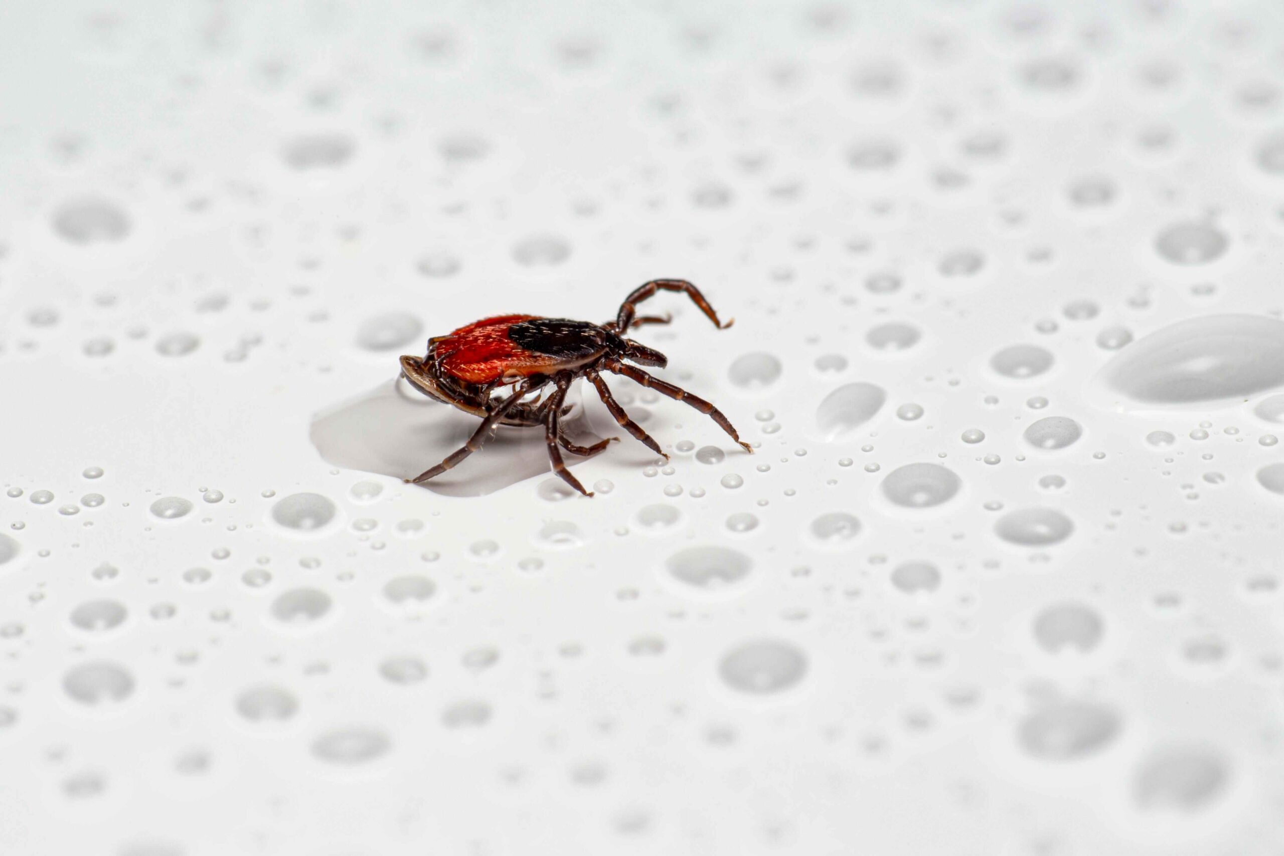 Does Lyme Disease Make Your Teeth Fall Out?