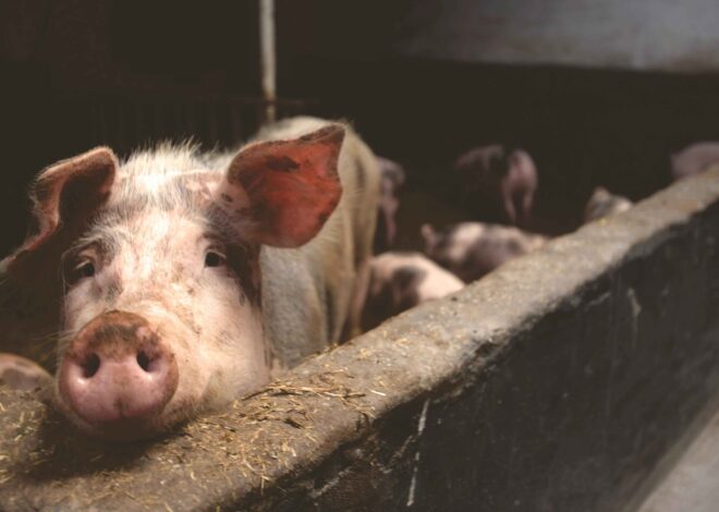 Does French Cooking use Pork Fat? – Nutrispry.com