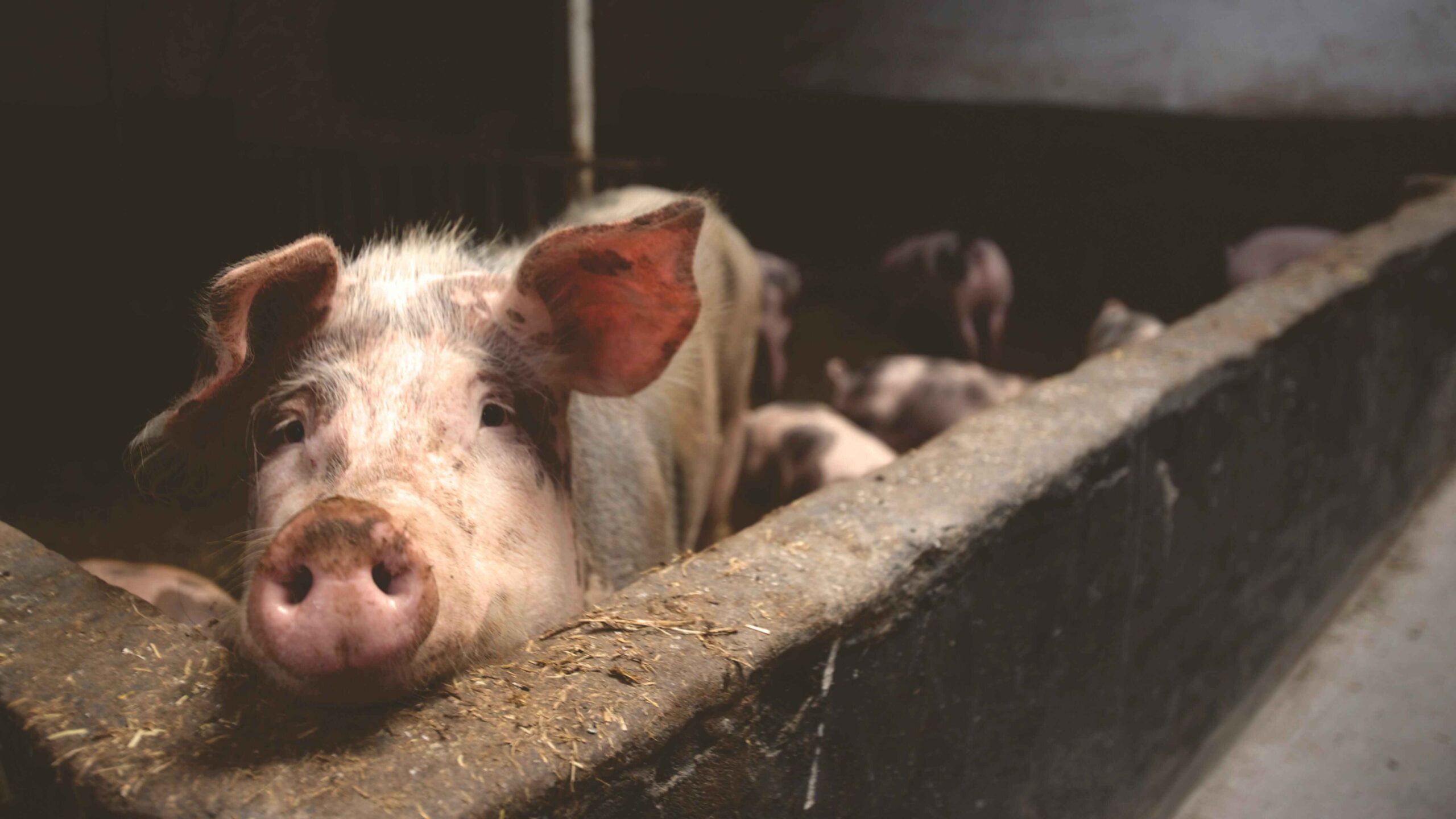 Does French Cooking use Pork Fat? – Nutrispry.com