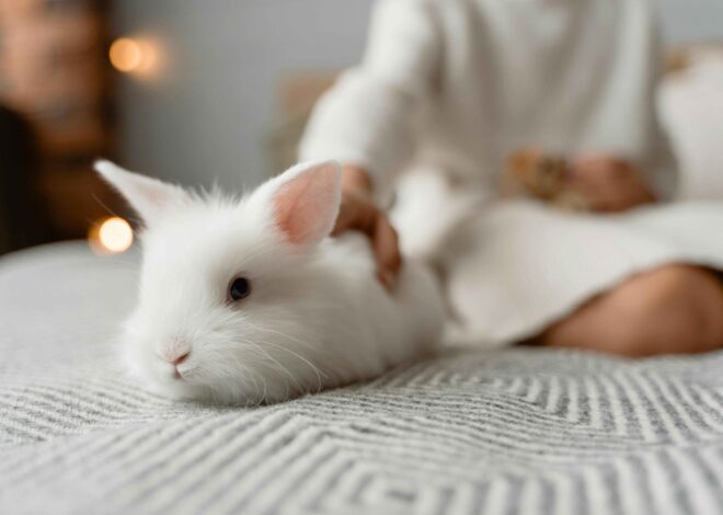 How to Put Mineral Oil in Rabbit Ears?