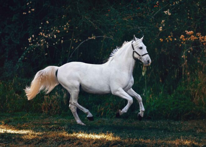 What is Adrenal Disease in Horses? – Nutrispry.com