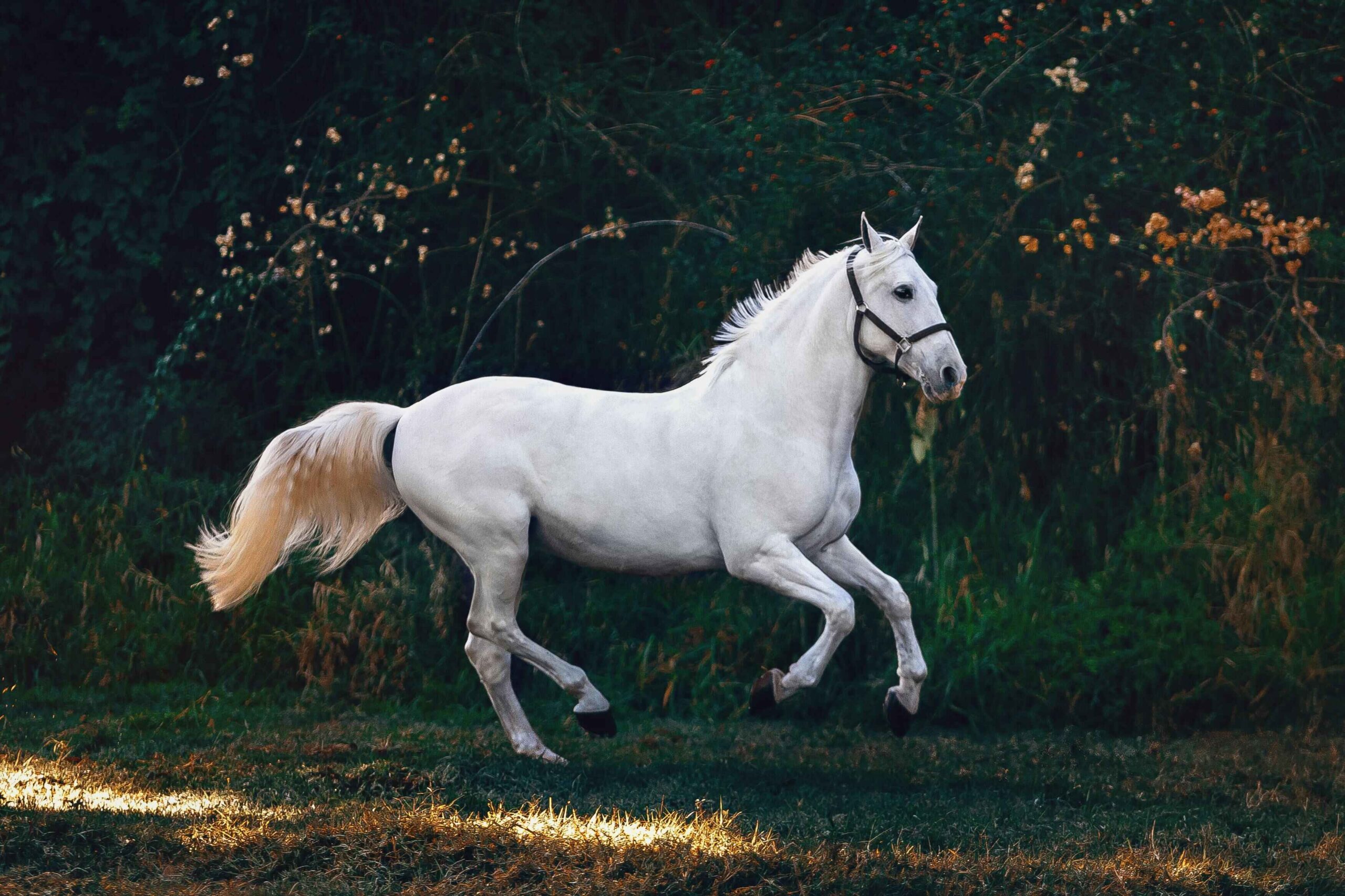 What is Adrenal Disease in Horses? – Nutrispry.com